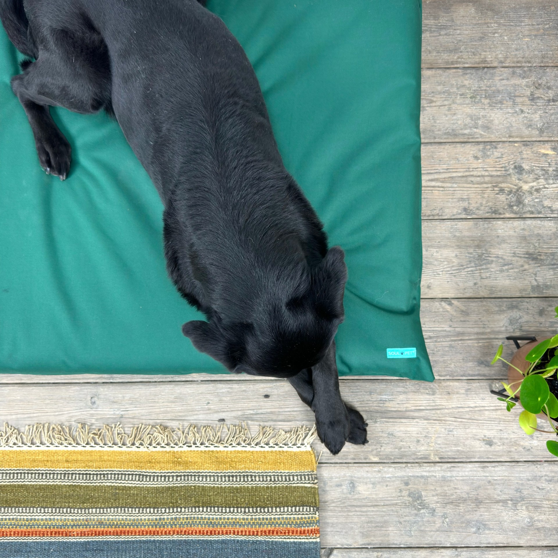 New Forest Green Mat Dog Bed For Cage & Crates Waterproof Bed